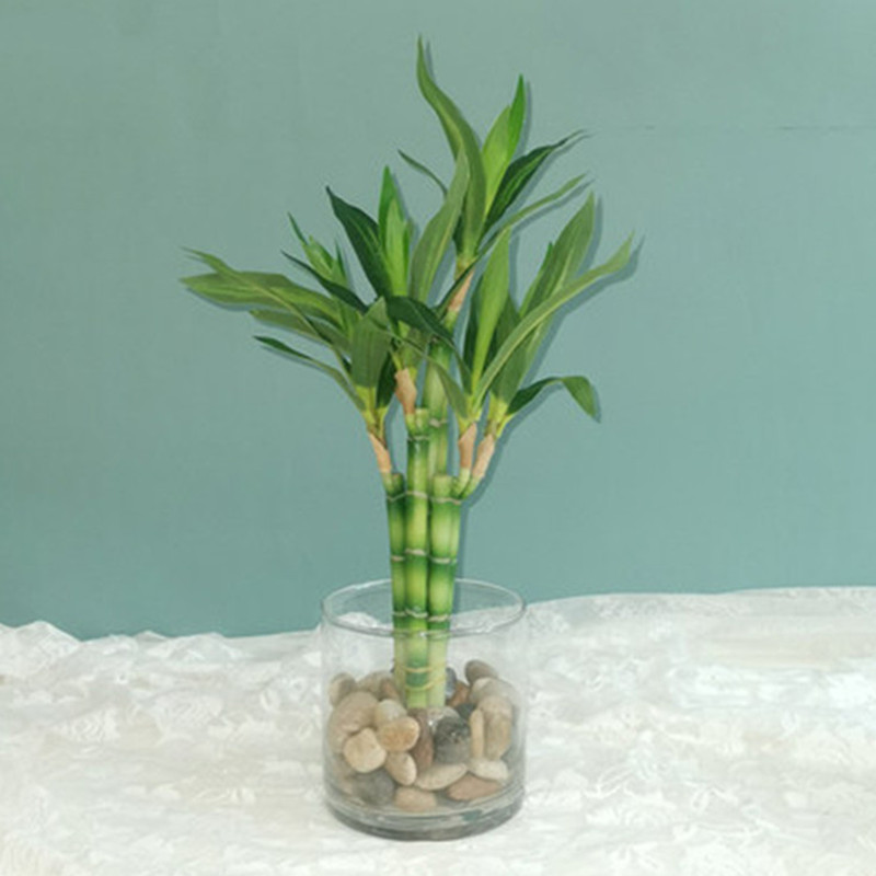 Succulent Set - Nowa 40cm sztuczna roślina Lucky Bamboo,