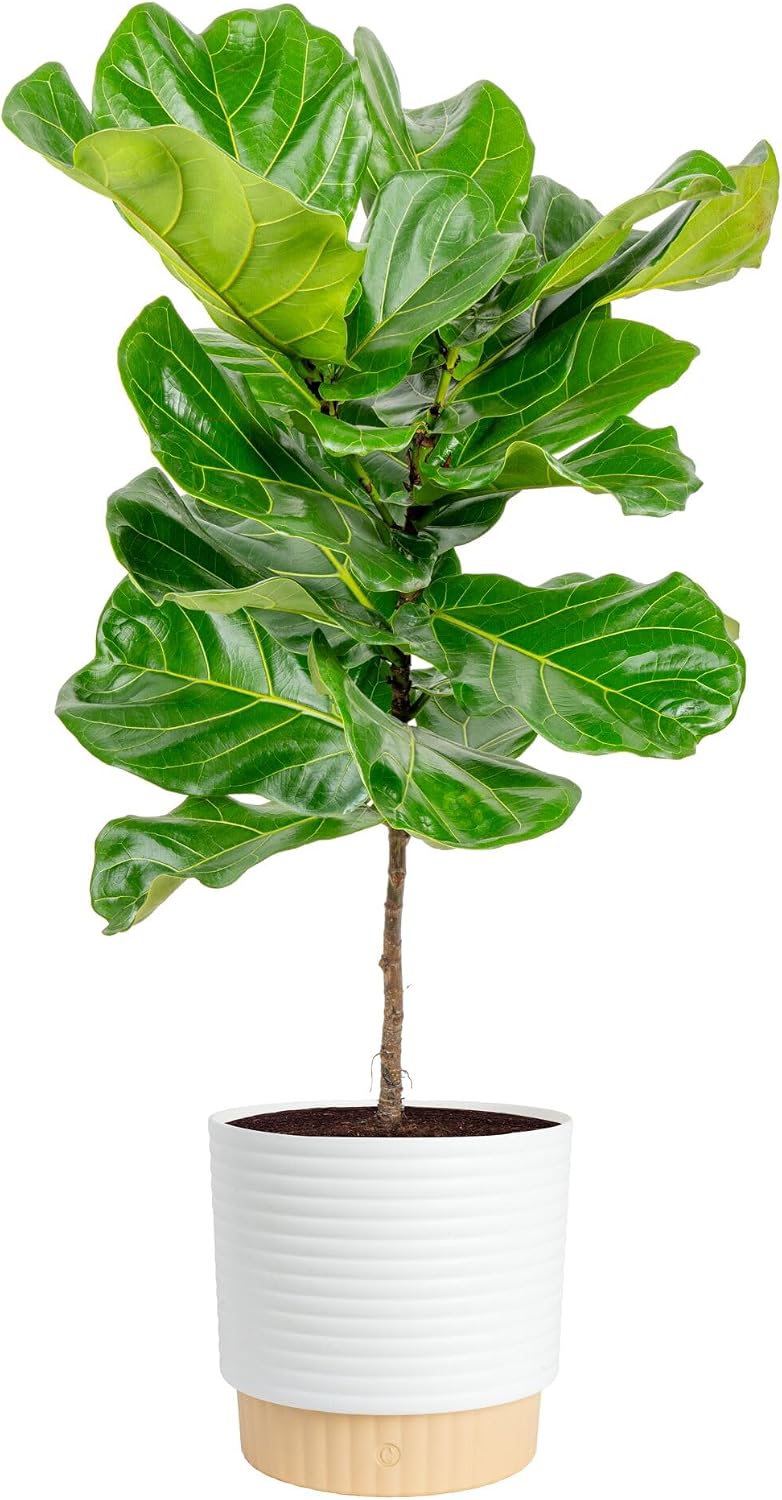 Fiddle Leaf Fig - Figowate drzewo z liśćmi przypominającymi skrzypce,