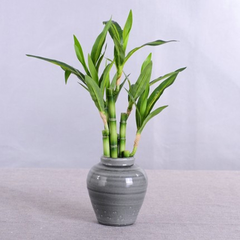 Nowa 40cm sztuczna roślina Luc – Succulent Set recenzja i cena