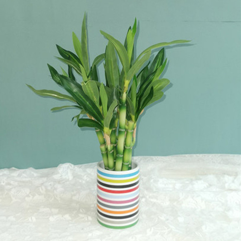 Nowa 40cm sztuczna roślina Luc – Succulent Set recenzja i cena