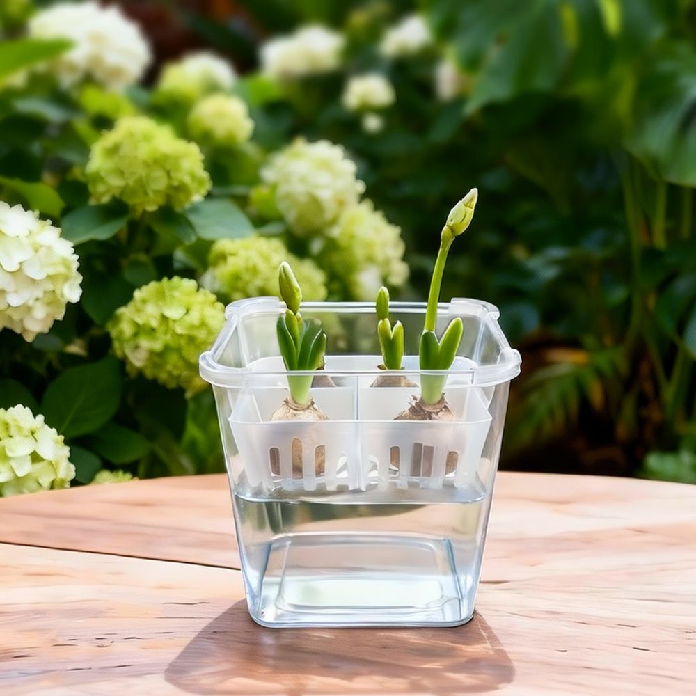 Wazon do uprawy tulipanów i li – Indoor Plants recenzja i cena