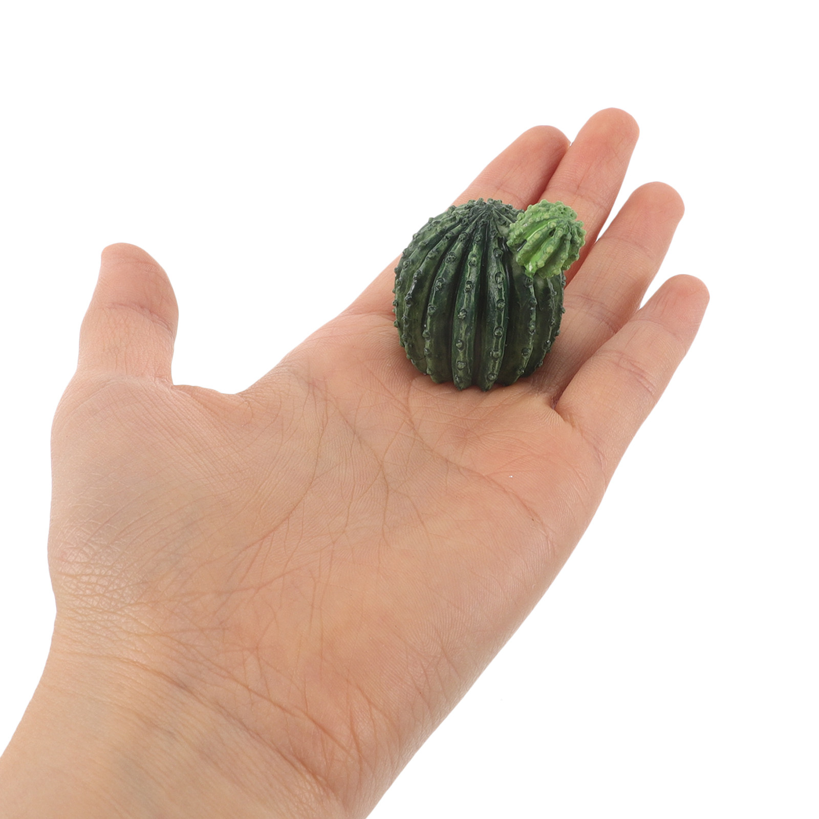 Zestaw miniaturowych roślin –  – Succulent Set recenzja i cena