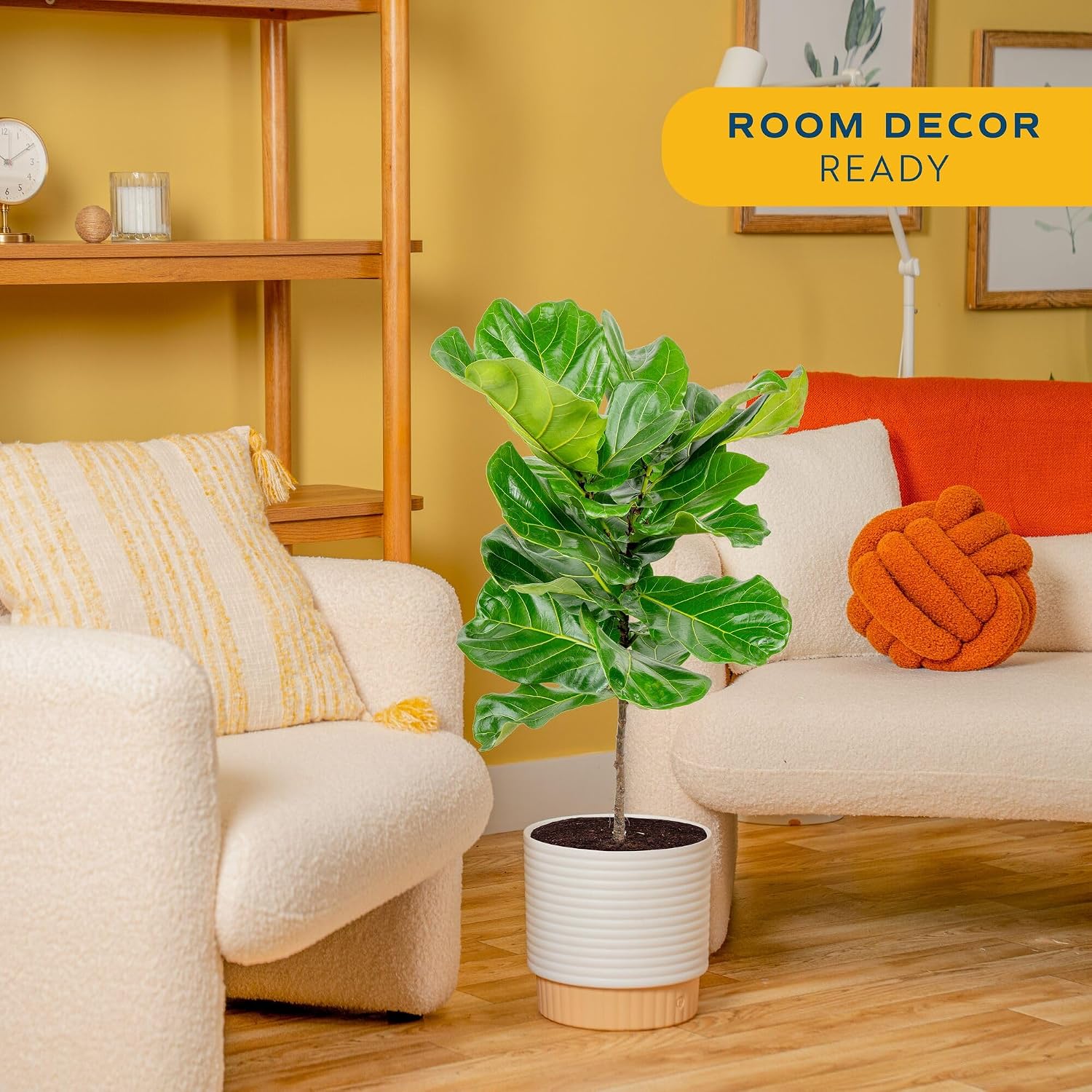 Figowate drzewo z liśćmi przyp – Fiddle Leaf Fig recenzja i cena
