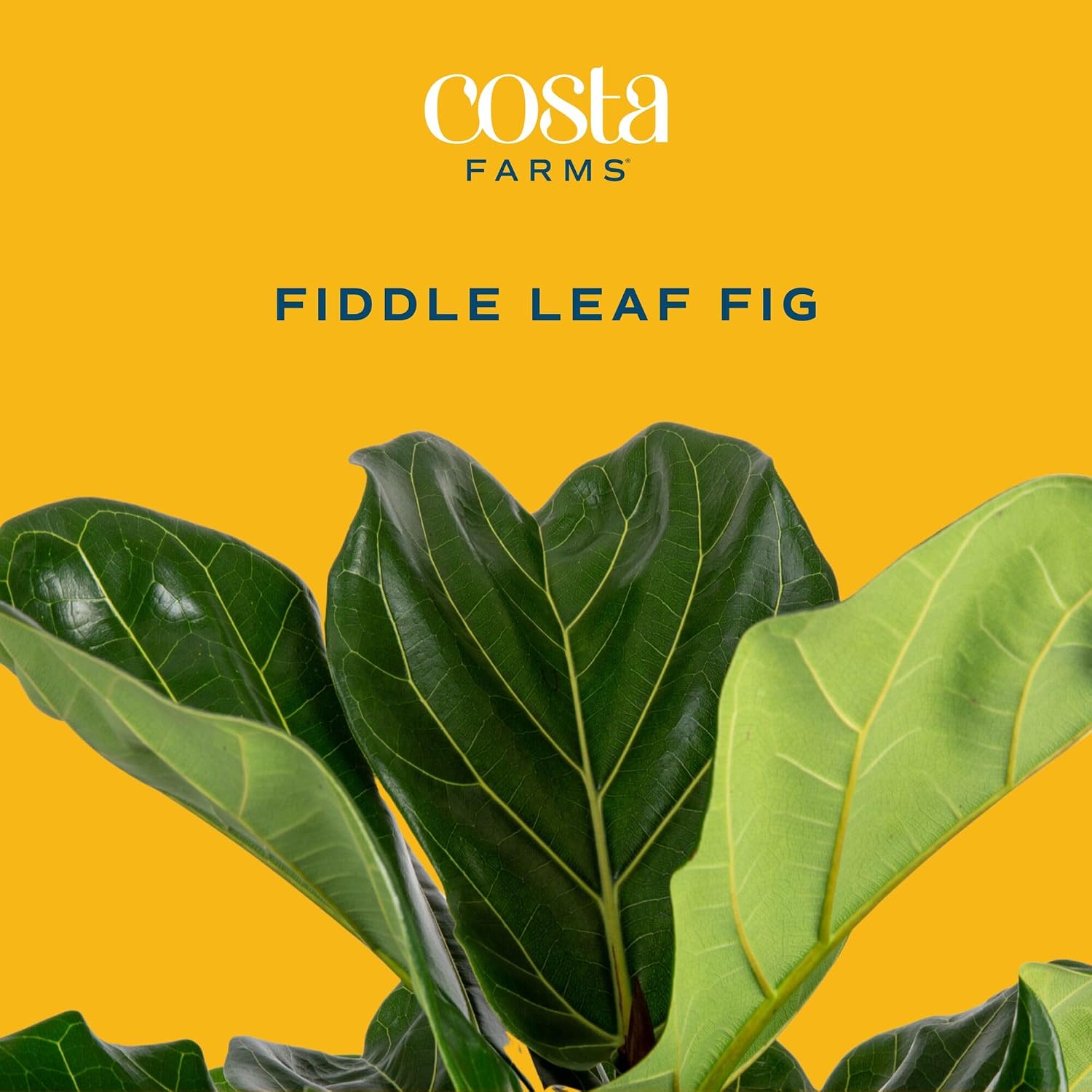 Figowate drzewo z liśćmi przyp – Fiddle Leaf Fig recenzja i cena